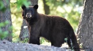 Fünfköpfige Bärenfamilie im Winterschlaf unter dem Zuhause am Lake Tahoe gefunden 