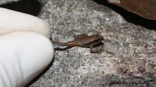 Neu entdeckte Arten von kleinen Fröschen, die in Mexiko gefunden wurden, können auf Ihre Fingerspitze passen 