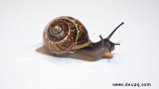 Bärtierchen unternehmen riskante Fahrten in Schneckenbäuchen und entkommen dann in ihrem Hintern 