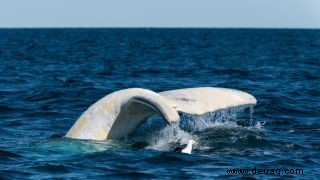 Seltener weißer Buckelwal, der in Down Under mit Delfinen schwimmt 