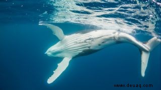 Seltener weißer Buckelwal, der in Down Under mit Delfinen schwimmt 