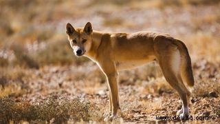 Dingos sind teils Haushund, teils Wolf (sozusagen) 