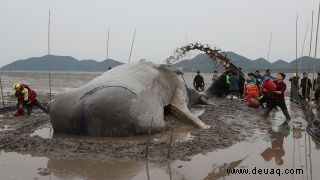 Riesiger gestrandeter Pottwal in China gerettet Wird es überleben? 