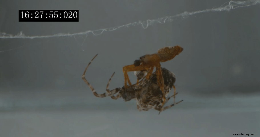 Diese männlichen Spinnen verwenden eingebaute Beinschleudern, um sexuellem Kannibalismus zu entkommen 