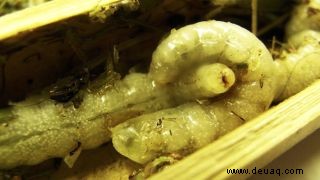 Kannibalen-Wespenbabys fressen ihre Geschwister, weil die Natur brutal ist 