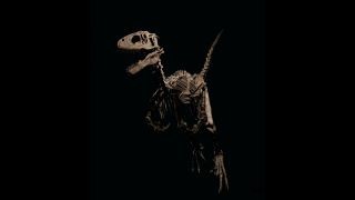 Verkauft! Dinosaurierskelett, das Velociraptoren aus Jurassic Park inspirierte, für 12,4 Millionen Dollar versteigert 