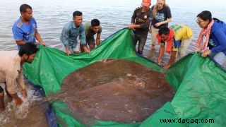 Erstaunte Fischer taumeln im kambodschanischen Fluss einen gigantischen 400-Pfund-Stachelrochen ein 