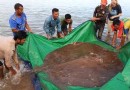 Erstaunte Fischer taumeln im kambodschanischen Fluss einen gigantischen 400-Pfund-Stachelrochen ein 