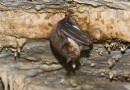 Fledermäuse sagen Raubtieren, dass sie abhauen sollen – buchstäblich 