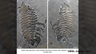 Dank neuer Fossilien wissen wir endlich, wie sich Trilobiten paarten 