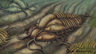 Dank neuer Fossilien wissen wir endlich, wie sich Trilobiten paarten 