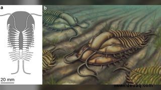 Dank neuer Fossilien wissen wir endlich, wie sich Trilobiten paarten 