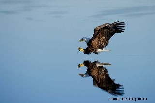 12 Tipps für atemberaubende Wildtierfotos 