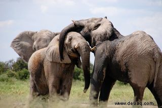 12 Tipps für atemberaubende Wildtierfotos 