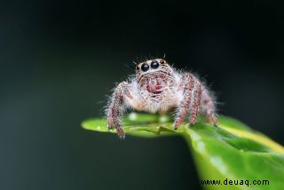 12 Tipps für atemberaubende Wildtierfotos 