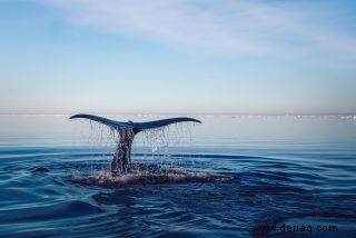 12 Tipps für atemberaubende Wildtierfotos 