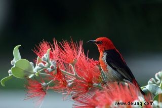 12 Tipps für atemberaubende Wildtierfotos 