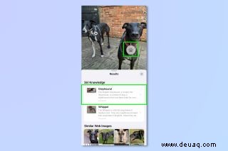 Diese versteckte iPhone-Funktion identifiziert jede Hunderasse – und Sie verwenden sie wahrscheinlich nicht 
