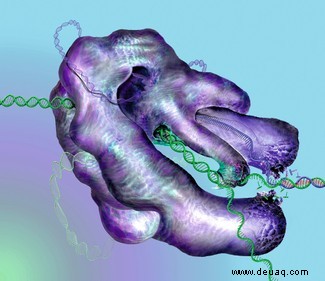 CRISPR-Geneditierung:Die wichtigsten Vorteile (und Risiken) der Veränderung unserer natürlichen Welt 