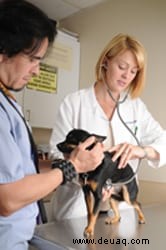Die körperliche Untersuchung:Was Sie beim Tierarzt erwartet 