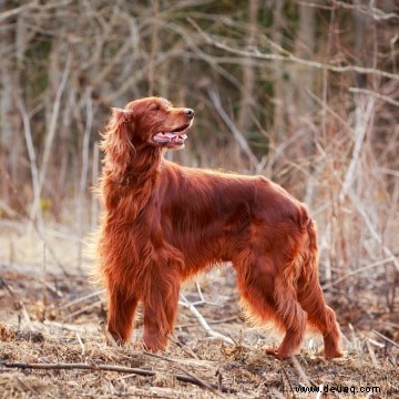 Die 10 besten Hunde für Kinder und Familien 