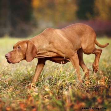 Die 10 besten Hunde für Kinder und Familien 