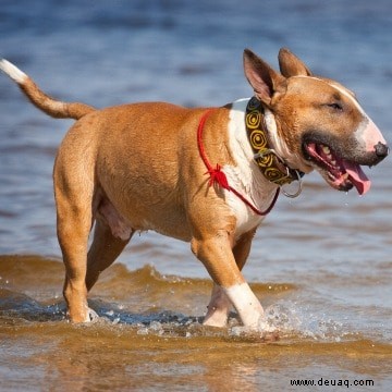 Die 10 besten Hunde für Kinder und Familien 