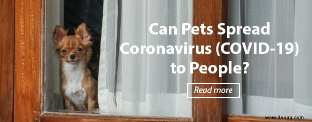 COVID-19 und Haustiere:Neueste Informationen 