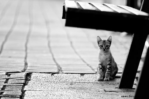 Wie man streunende (wilde) Katzen fängt und was man mit ihnen macht 