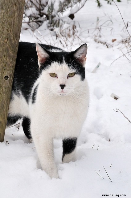 Obdachlosen Katzen durch den Winter helfen 