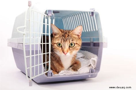 Finden Sie eine Katzentransportbox, die zu Ihnen passt 