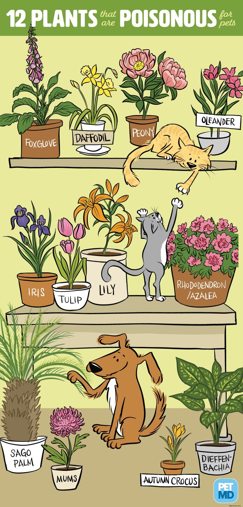 Giftige Pflanzen für Katzen 