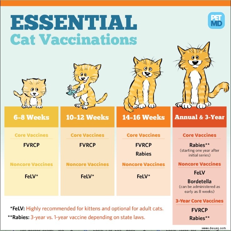 Impfungen für Katzen 