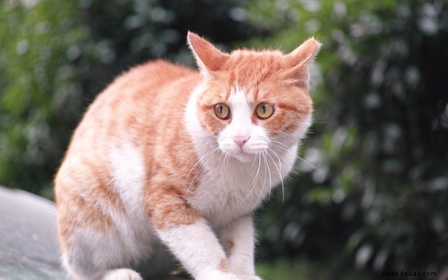 Wie man die Stimmung einer Katze liest 