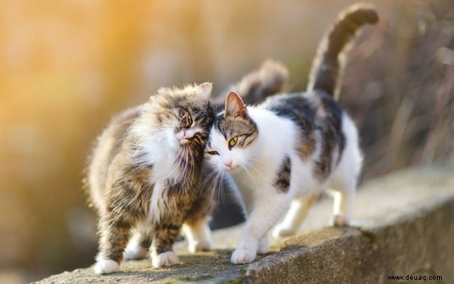 Wie man die Stimmung einer Katze liest 