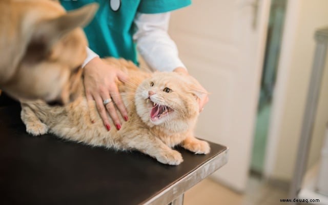 Wie man die Stimmung einer Katze liest 