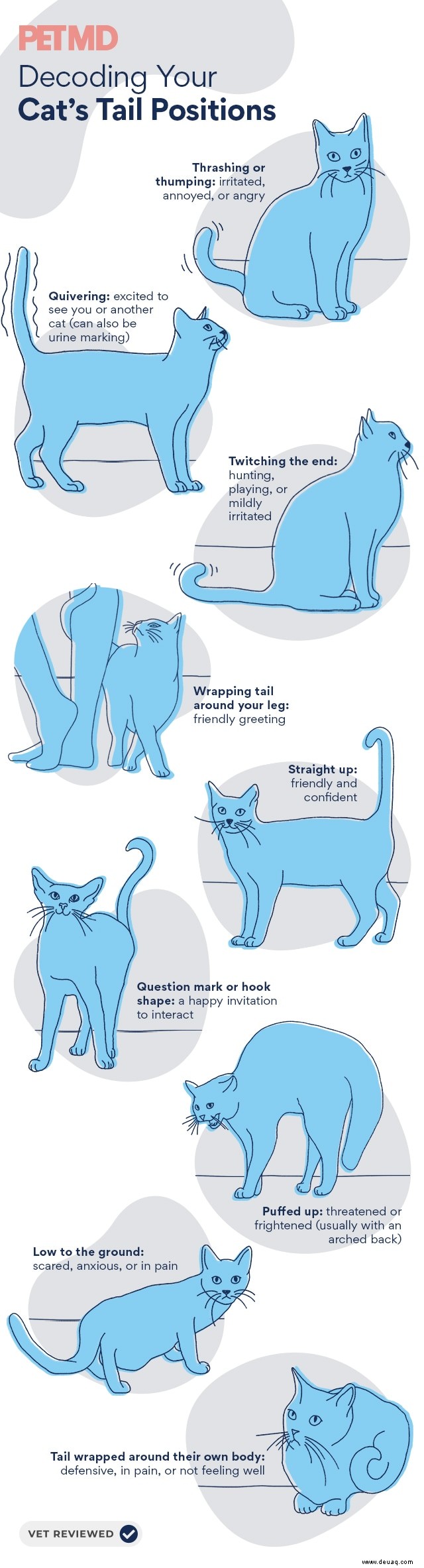 So lesen Sie die Schwanzsprache Ihrer Katze 