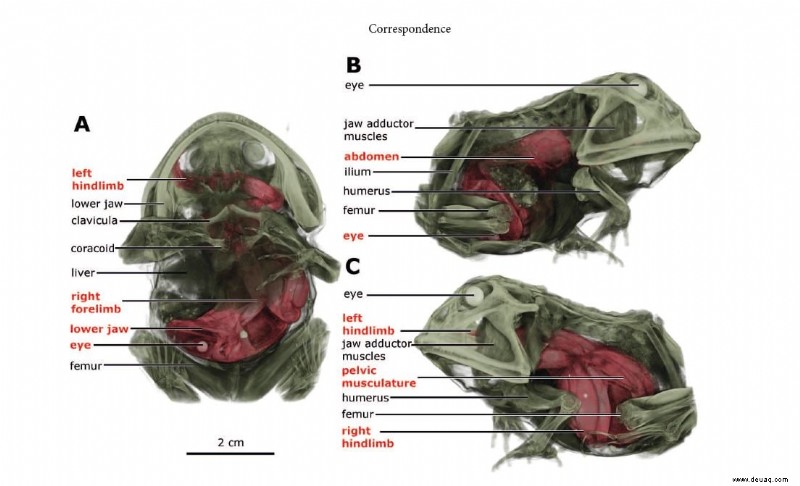 It s a Frog Eat Frog World - Wissenschaftler findet bei CT-Scan einen Frosch in einem Frosch 