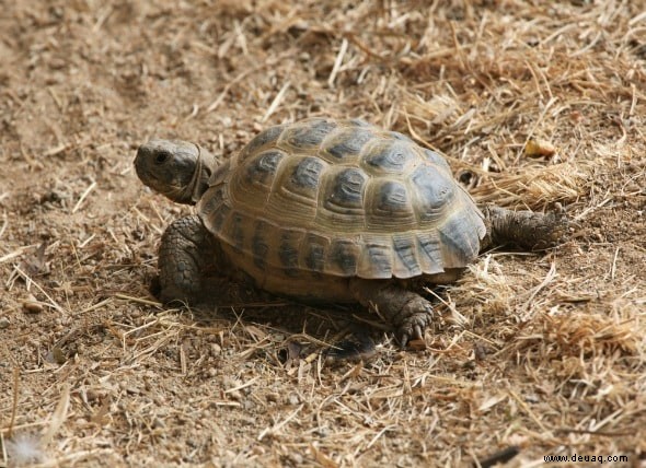 Die 5 besten Reptilien und Amphibien für Kinder 