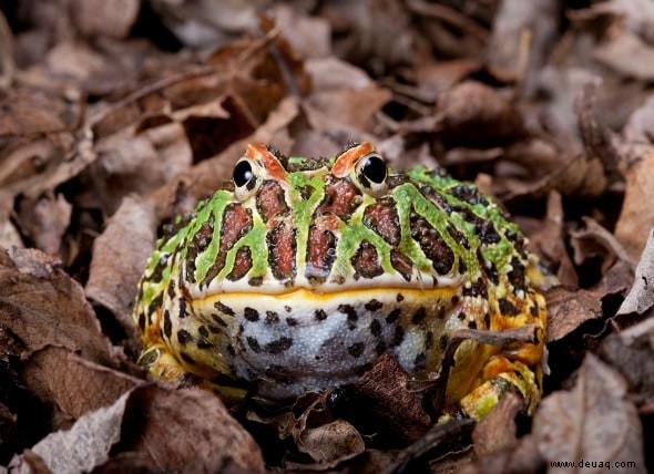 Die 5 besten Reptilien und Amphibien für Kinder 