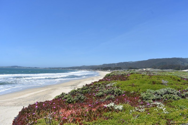 Warum Sie Half Moon Bay als Ihren nächsten Traumurlaub besuchen sollten! 