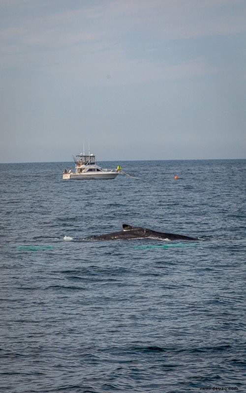 12 Gründe, Cape Cod im Herbst zu besuchen 