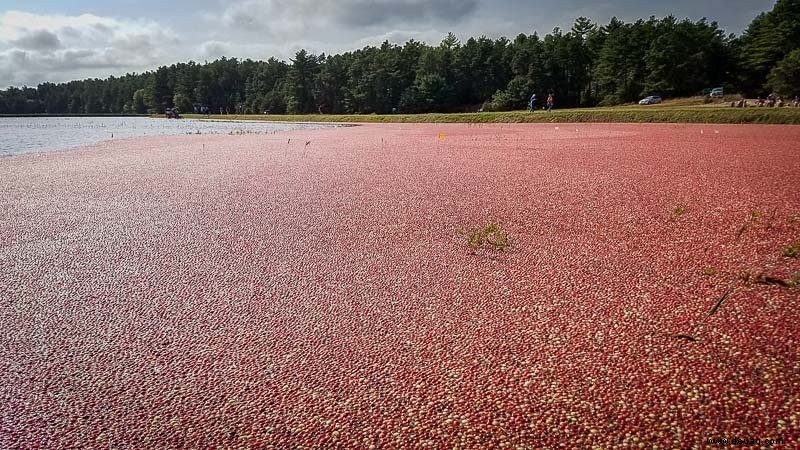 12 Gründe, Cape Cod im Herbst zu besuchen 