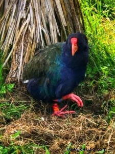 Rückblick:Magical Doubtful Sound Overnight Cruise von Real Journeys 