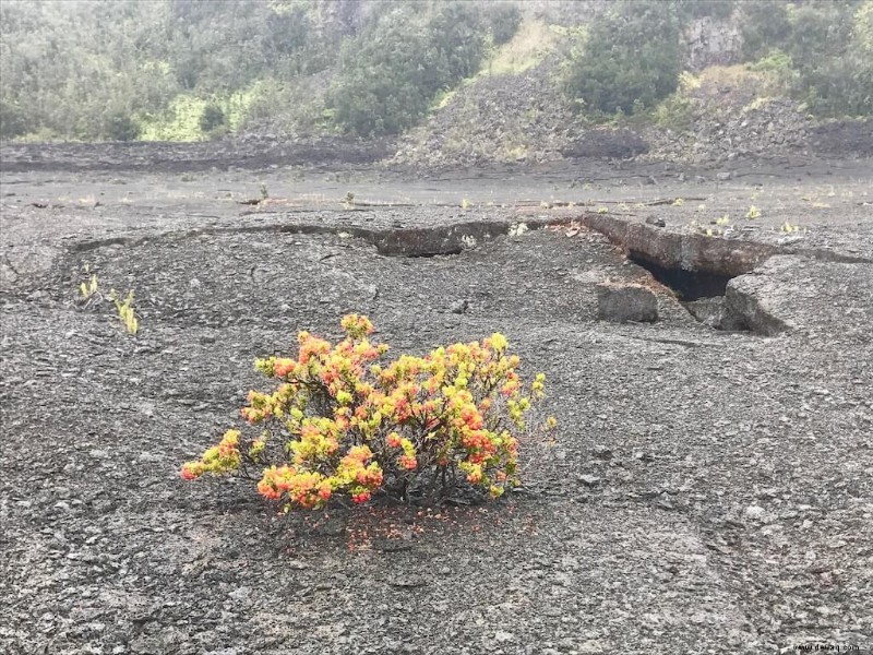 Die PERFEKTE Big Island Reiseroute für 2022:7 Tage im Paradies 