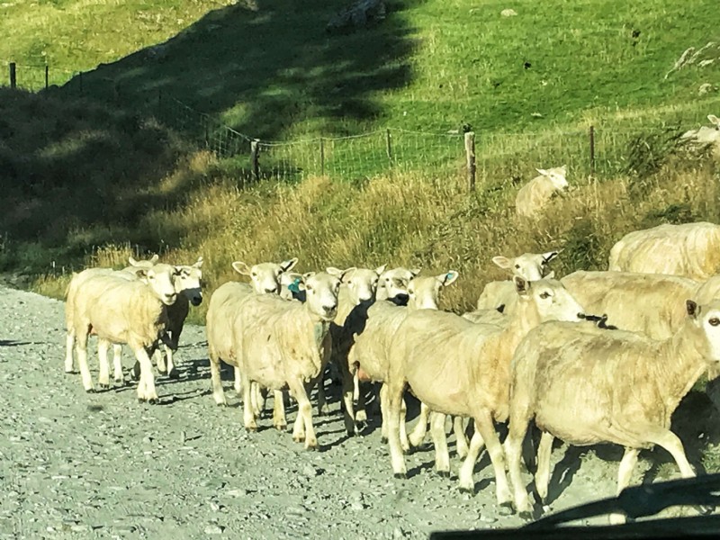 Wandern auf dem Rob Roy Glacier Track 