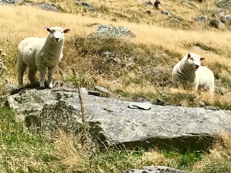 Wandern auf dem Rob Roy Glacier Track 