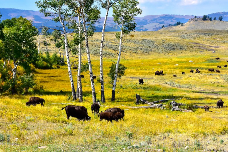 Das Beste von Yellowstone:Eine 3-tägige Reiseroute 