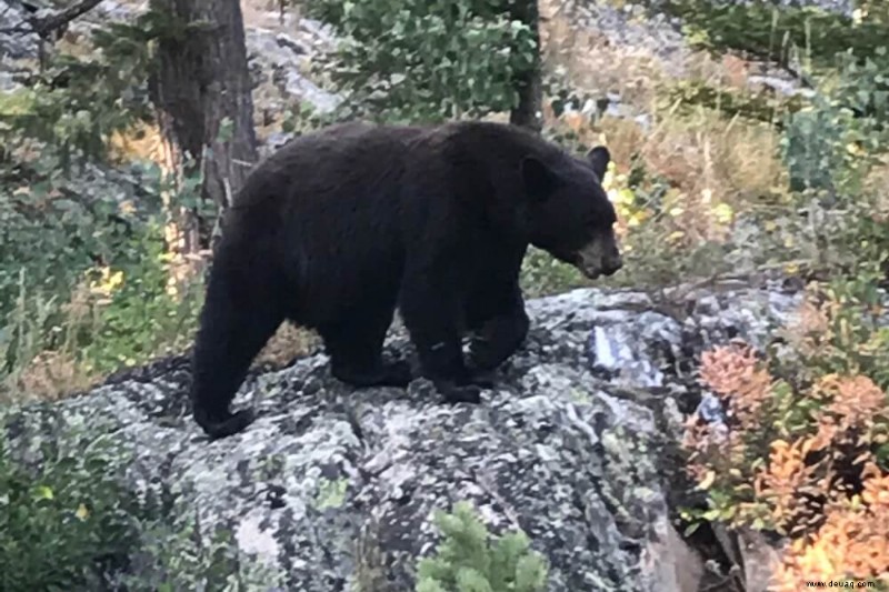 14 erstaunliche Aktivitäten im Grand-Teton-Nationalpark (2022) 