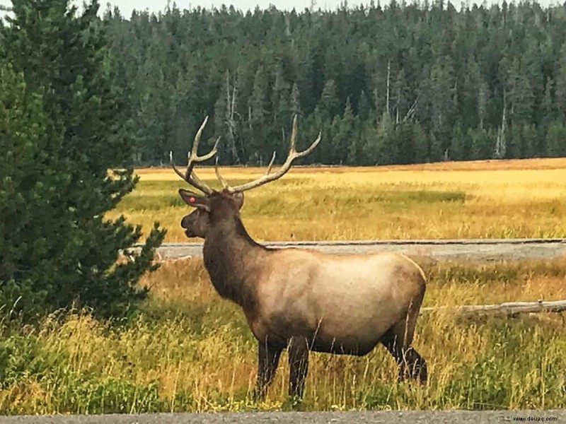 14 erstaunliche Aktivitäten im Grand-Teton-Nationalpark (2022) 